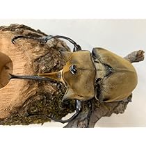 【HiЯ∅】エレファスゾウカブト♂♀ペア　標本 昆虫標本キット追加しました！！ - color OUTDOOR BROWN
